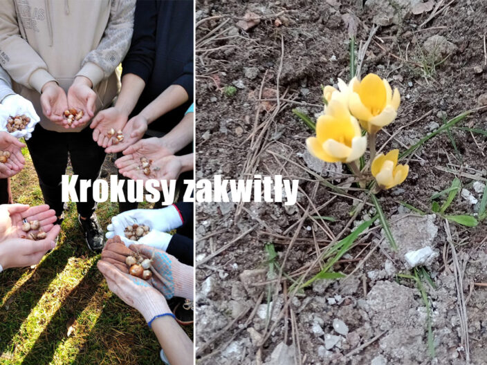 Krokusy zakwitły