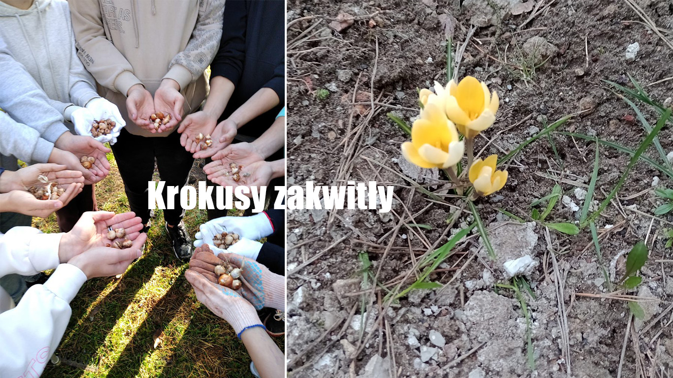Krokusy zakwitły